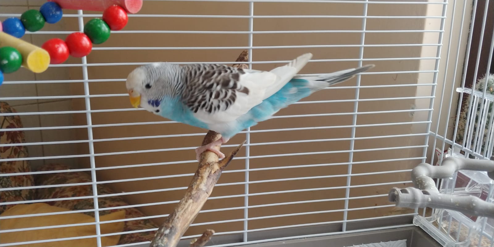 Perdita timoniere a
cinque mesi